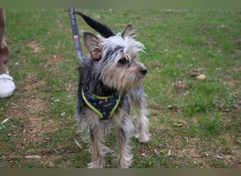 KYTTI-sanftes kleines Fellknäuel mit dem sehnlichen Wunsch nach einem eigenem Für-immer-Zuhause