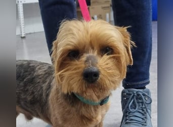 LUCKY-freundlicher, liebervoller, treuer Bub hat es so sehr verdient ein tolles Zuhause zu finden.