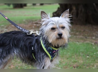 KYTTI-sanftes kleines Fellknäuel mit dem sehnlichen Wunsch nach einem eigenem Für-immer-Zuhause