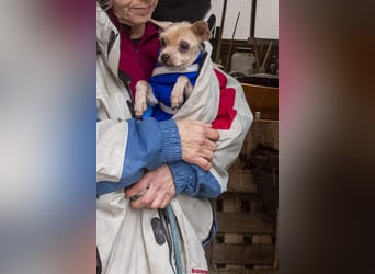 CALIMERO-wer hat Herz, Liebe und kuscheliges Körbchen für den süßen, kleinen Mann
