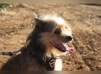 Strubbelmaus YODI-voller Lebensfreude,freundlich,lieb,neugierig, verspielt sucht liebevolle Familie
