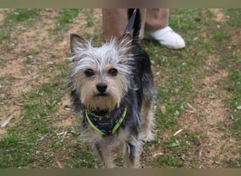 KYTTI-sanftes kleines Fellknäuel mit dem sehnlichen Wunsch nach einem eigenem Für-immer-Zuhause