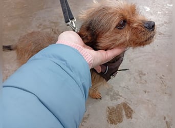 Strubbelmaus YODI-voller Lebensfreude,freundlich,lieb,neugierig, verspielt sucht liebevolle Familie