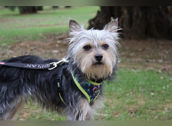 KYTTI-sanftes kleines Fellknäuel mit dem sehnlichen Wunsch nach einem eigenem Für-immer-Zuhause