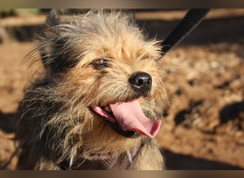 Strubbelmaus YODI-voller Lebensfreude,freundlich,lieb,neugierig, verspielt sucht liebevolle Familie