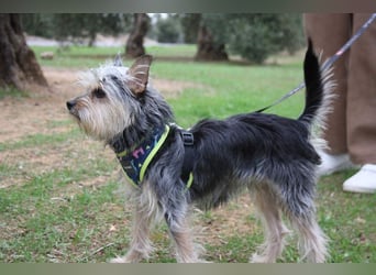 KYTTI-sanftes kleines Fellknäuel mit dem sehnlichen Wunsch nach einem eigenem Für-immer-Zuhause