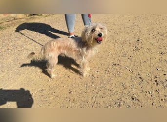 ROKI-ein kleiner Kämpfer mit großem Herz sucht sein liebevolles Für-immer-Zuhause