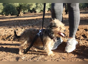 Strubbelmaus YODI-voller Lebensfreude,freundlich,lieb,neugierig, verspielt sucht liebevolle Familie