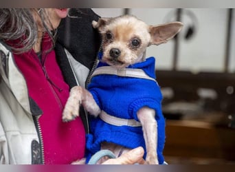 CALIMERO-wer hat Herz, Liebe und kuscheliges Körbchen für den süßen, kleinen Mann