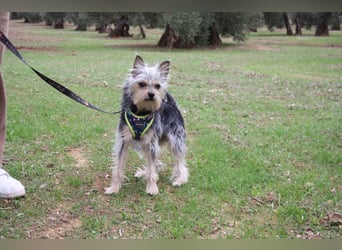 KYTTI-sanftes kleines Fellknäuel mit dem sehnlichen Wunsch nach einem eigenem Für-immer-Zuhause