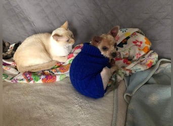 CALIMERO-wer hat Herz, Liebe und kuscheliges Körbchen für den süßen, kleinen Mann