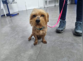 LUCKY-freundlicher, liebervoller, treuer Bub hat es so sehr verdient ein tolles Zuhause zu finden.