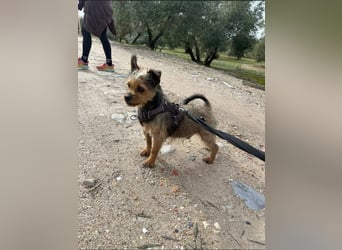 Strubbelmaus YODI-voller Lebensfreude,freundlich,lieb,neugierig, verspielt sucht liebevolle Familie
