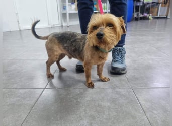 LUCKY-freundlicher, liebervoller, treuer Bub hat es so sehr verdient ein tolles Zuhause zu finden.