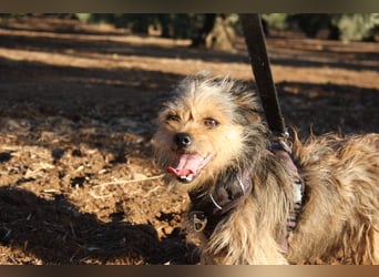 Strubbelmaus YODI-voller Lebensfreude,freundlich,lieb,neugierig, verspielt sucht liebevolle Familie