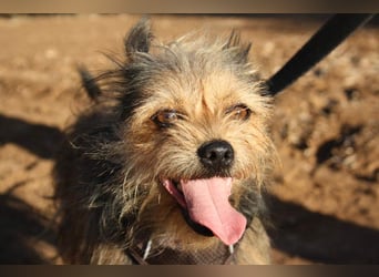 Strubbelmaus YODI-voller Lebensfreude,freundlich,lieb,neugierig, verspielt sucht liebevolle Familie