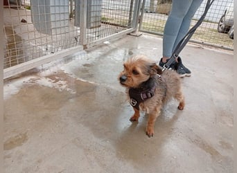 Strubbelmaus YODI-voller Lebensfreude,freundlich,lieb,neugierig, verspielt sucht liebevolle Familie
