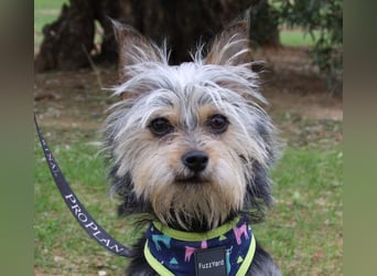 KYTTI-sanftes kleines Fellknäuel mit dem sehnlichen Wunsch nach einem eigenem Für-immer-Zuhause