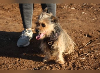Strubbelmaus YODI-voller Lebensfreude,freundlich,lieb,neugierig, verspielt sucht liebevolle Familie