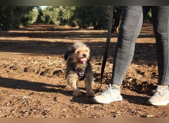 Strubbelmaus YODI-voller Lebensfreude,freundlich,lieb,neugierig, verspielt sucht liebevolle Familie