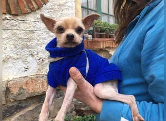 CALIMERO-wer hat Herz, Liebe und kuscheliges Körbchen für den süßen, kleinen Mann