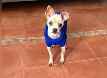 CALIMERO-wer hat Herz, Liebe und kuscheliges Körbchen für den süßen, kleinen Mann