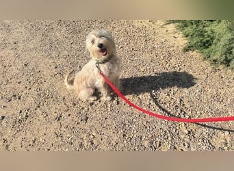 ROKI-ein kleiner Kämpfer mit großem Herz sucht sein liebevolles Für-immer-Zuhause