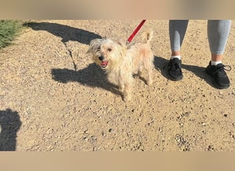 ROKI-ein kleiner Kämpfer mit großem Herz sucht sein liebevolles Für-immer-Zuhause