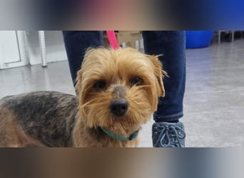 LUCKY-freundlicher, liebervoller, treuer Bub hat es so sehr verdient ein tolles Zuhause zu finden.