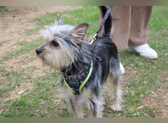 KYTTI-sanftes kleines Fellknäuel mit dem sehnlichen Wunsch nach einem eigenem Für-immer-Zuhause