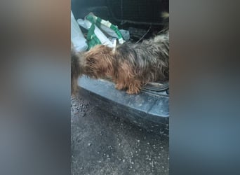 LUCKY-freundlicher, liebervoller, treuer Bub hat es so sehr verdient ein tolles Zuhause zu finden.