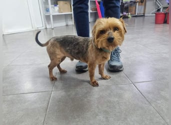 LUCKY-freundlicher, liebervoller, treuer Bub hat es so sehr verdient ein tolles Zuhause zu finden.