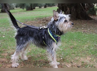 KYTTI-sanftes kleines Fellknäuel mit dem sehnlichen Wunsch nach einem eigenem Für-immer-Zuhause