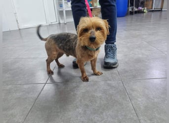 LUCKY-freundlicher, liebervoller, treuer Bub hat es so sehr verdient ein tolles Zuhause zu finden.