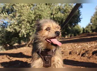 Strubbelmaus YODI-voller Lebensfreude,freundlich,lieb,neugierig, verspielt sucht liebevolle Familie
