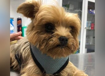 CALIMERO-wer hat Herz, Liebe und kuscheliges Körbchen für den süßen, kleinen Mann