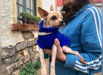 CALIMERO-wer hat Herz, Liebe und kuscheliges Körbchen für den süßen, kleinen Mann