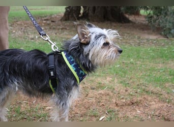 KYTTI-sanftes kleines Fellknäuel mit dem sehnlichen Wunsch nach einem eigenem Für-immer-Zuhause