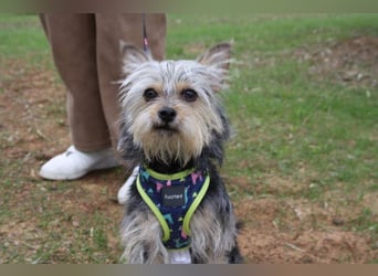 KYTTI-sanftes kleines Fellknäuel mit dem sehnlichen Wunsch nach einem eigenem Für-immer-Zuhause