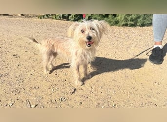 ROKI-ein kleiner Kämpfer mit großem Herz sucht sein liebevolles Für-immer-Zuhause