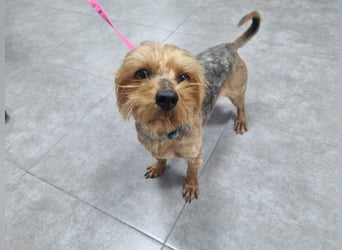 LUCKY-freundlicher, liebervoller, treuer Bub hat es so sehr verdient ein tolles Zuhause zu finden.