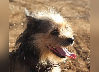Strubbelmaus YODI-voller Lebensfreude,freundlich,lieb,neugierig, verspielt sucht liebevolle Familie