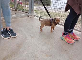 Strubbelmaus YODI-voller Lebensfreude,freundlich,lieb,neugierig, verspielt sucht liebevolle Familie