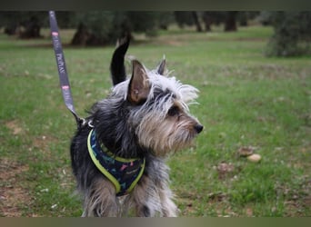 KYTTI-sanftes kleines Fellknäuel mit dem sehnlichen Wunsch nach einem eigenem Für-immer-Zuhause