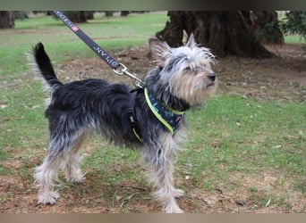 KYTTI-sanftes kleines Fellknäuel mit dem sehnlichen Wunsch nach einem eigenem Für-immer-Zuhause