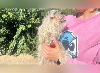 ROKI-ein kleiner Kämpfer mit großem Herz sucht sein liebevolles Für-immer-Zuhause