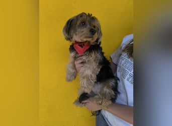 Lara, Yorkshire-Terrier-Mix, Hündin, geb. am 12.05.2024, 25 cm