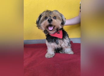 Lara, Yorkshire-Terrier-Mix, Hündin, geb. am 12.05.2024, 25 cm