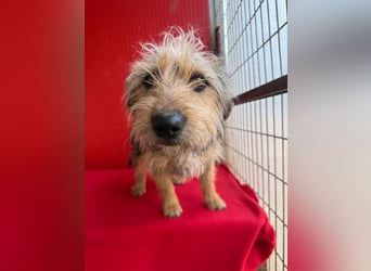 Zoe, Yorkshire-Mix, Hündin, ca. 2 Jahre, ca. 35 cm