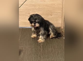 Raffaela, Yorkshire-Terrier-Mix, Hündin, 7 Jahre, ca. 30 cm
